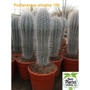 Pachycereus Pringley 10 Lt